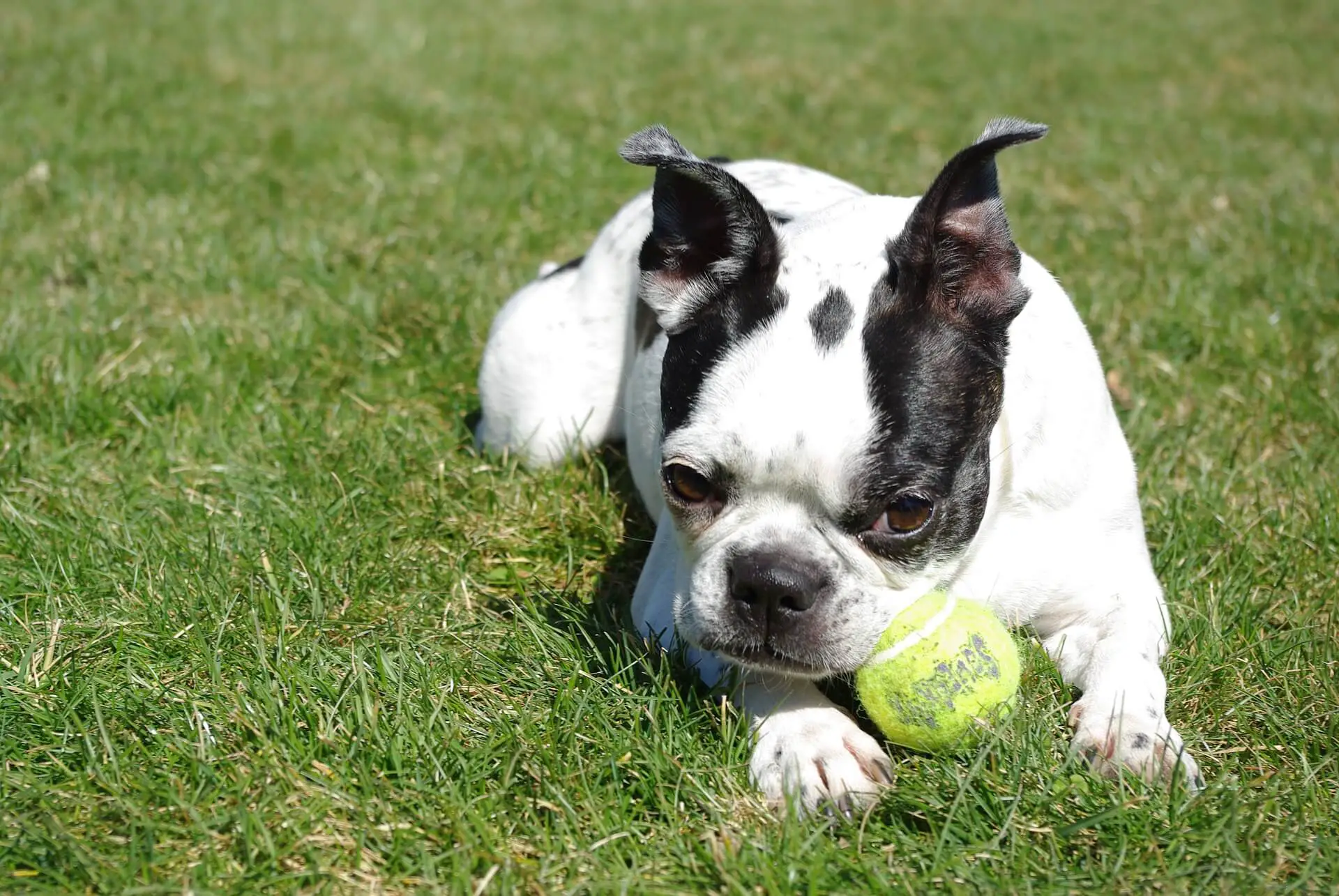 boston terrier with ball