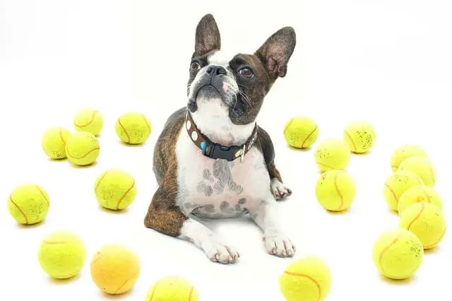 boston terrier with tennis balls