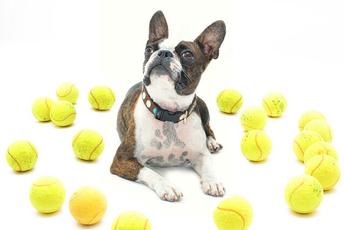 are tennis balls safe for dogs teeth