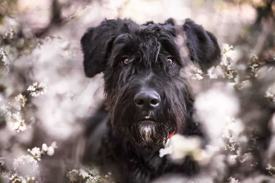 Bouvier des Flandres