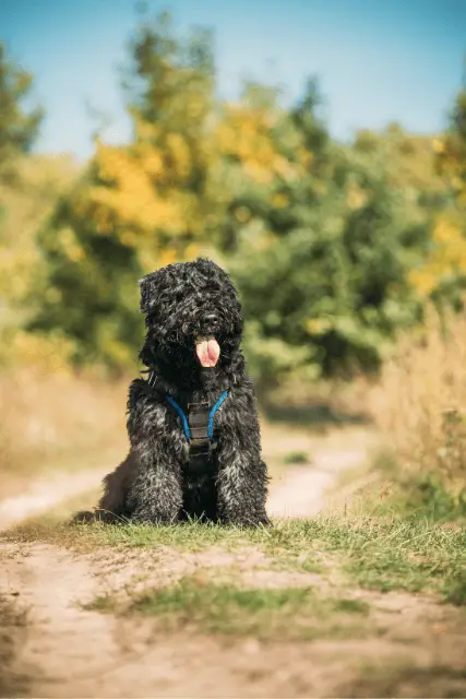 Bouvier des Flandres