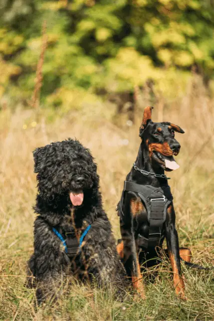 Bouvier des Flandres