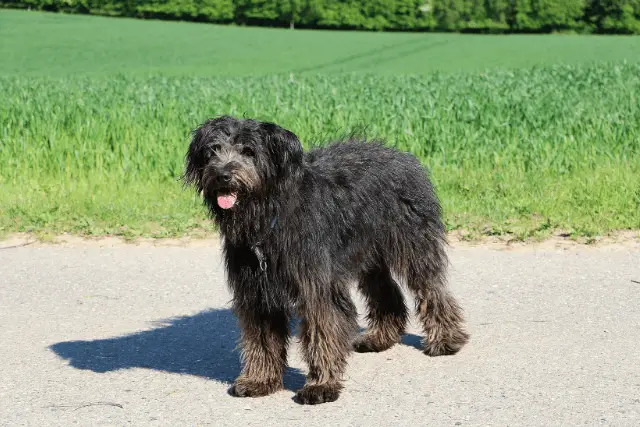 Bouvier des Flandres