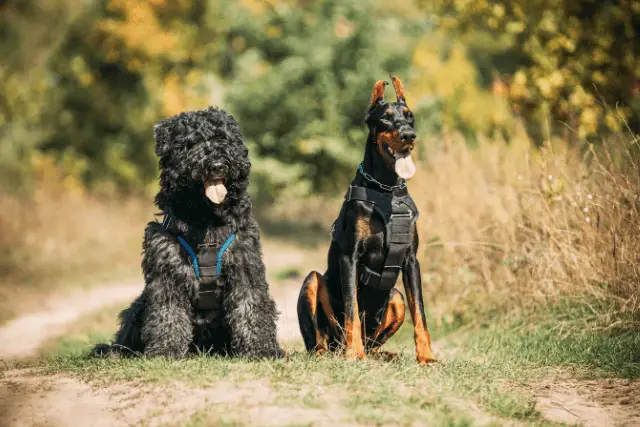 Bouvier des Flandres