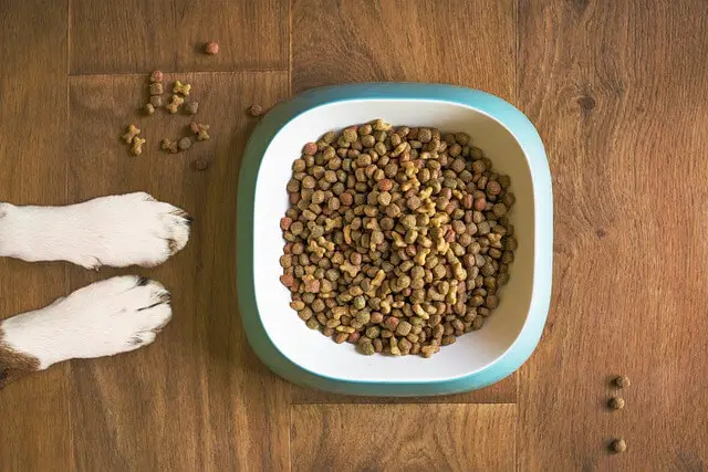 bowl of dog food