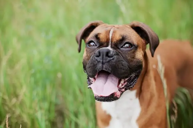 perro boxer joven