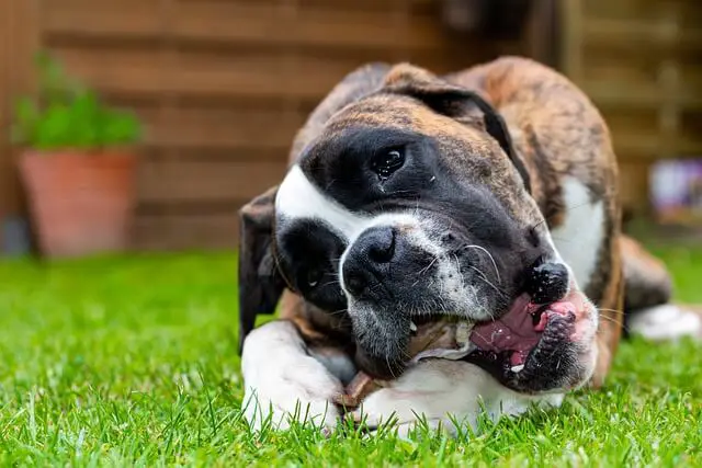 boxer chewing a bone