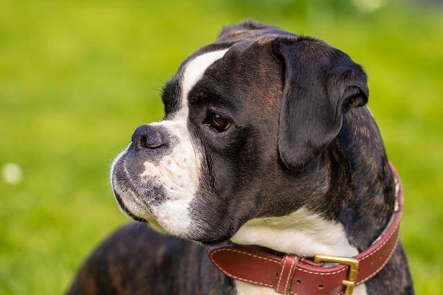 boxer dog