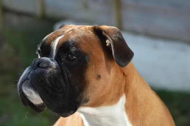 boxer-dog face