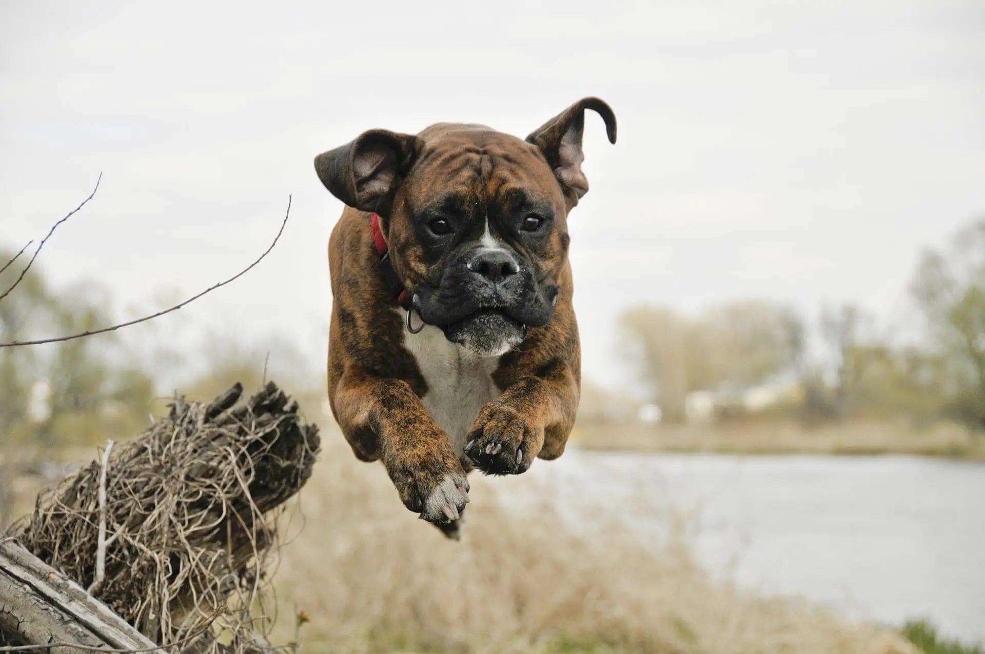 perro boxer saltando
