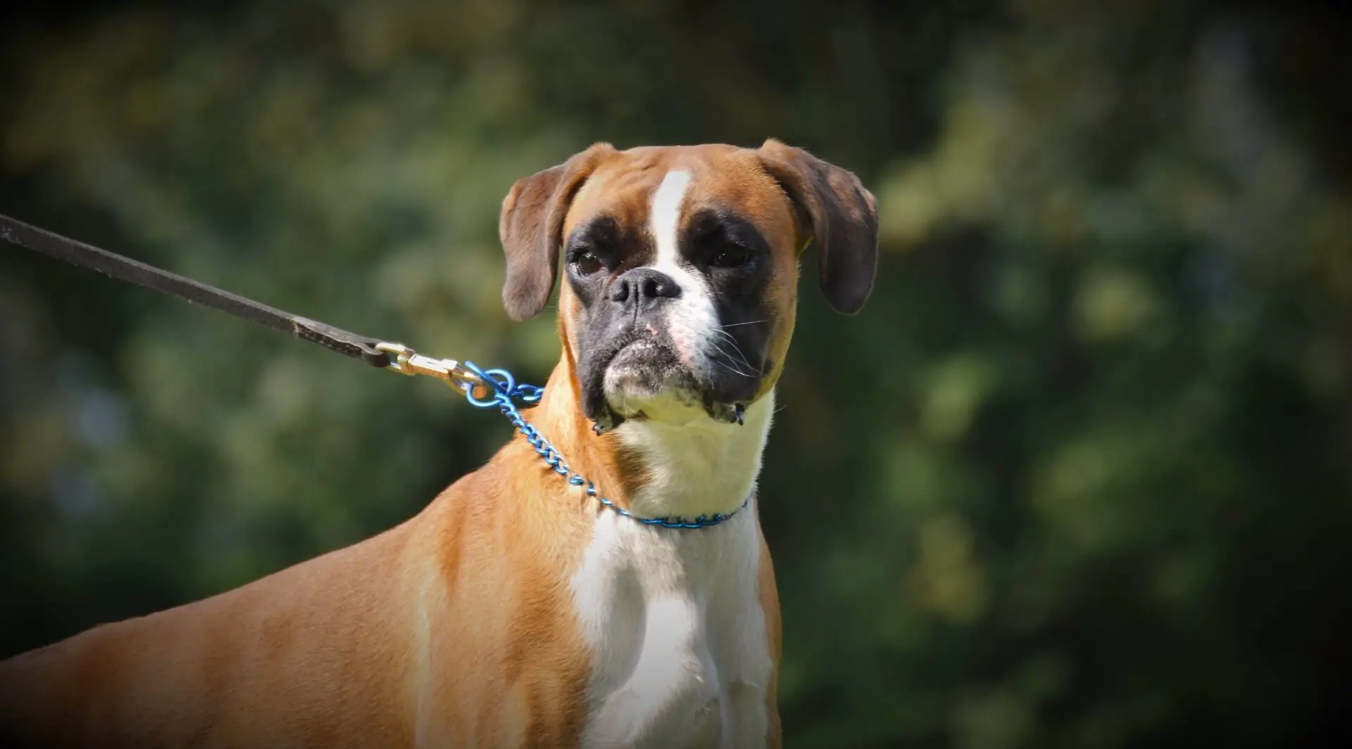 boxer dog looking