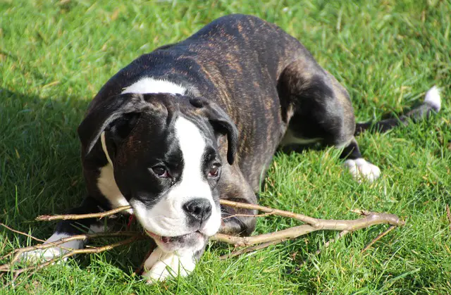 boxer dog playful