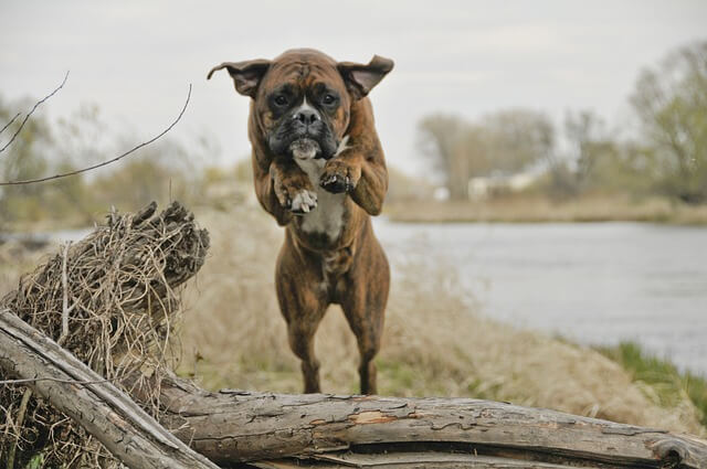 boxer jumping