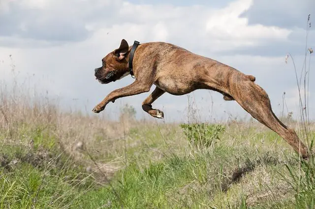 boxer saltando