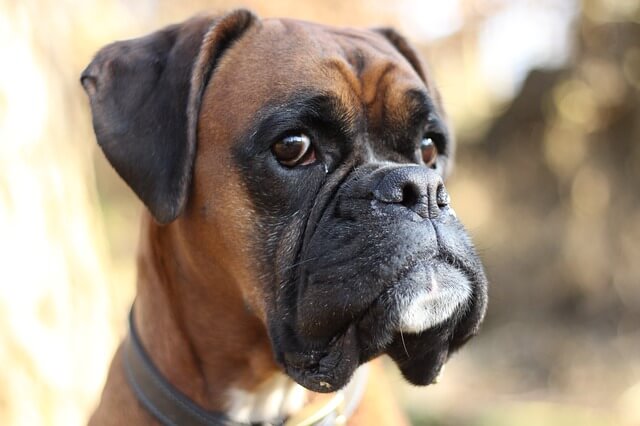 boxer muzzle