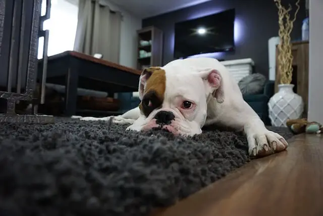 boxer on carpet