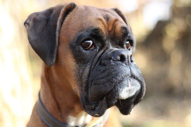 boxer profile