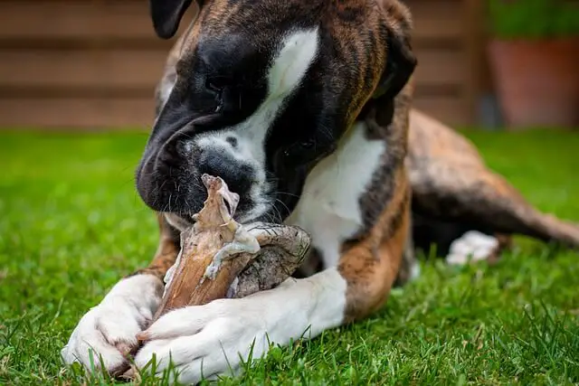 boxer puppy