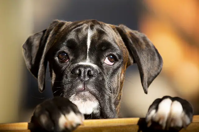 boxer puppy