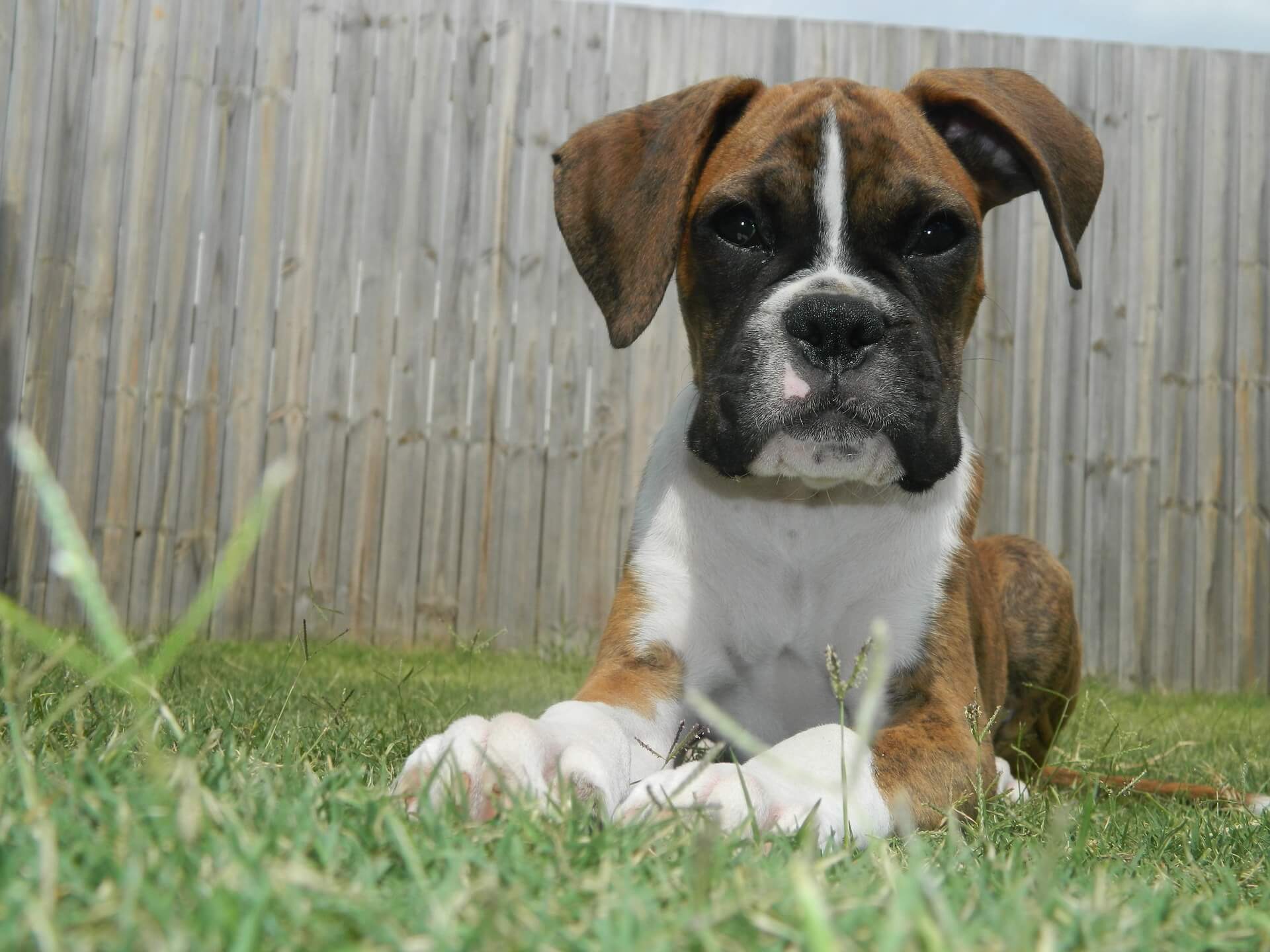 boxer puppy