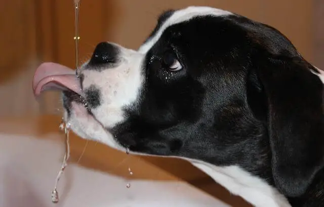 štene bokser pije vodu