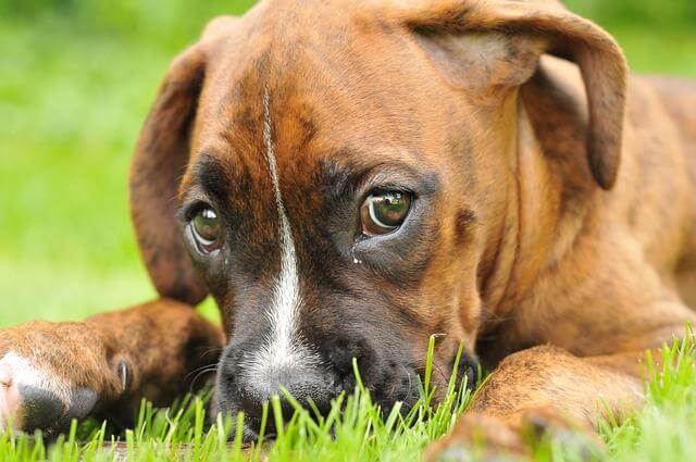 boxer štene