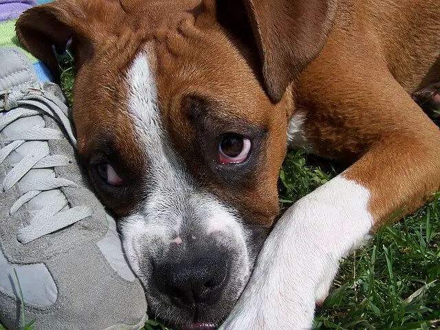 boxer puppy laying on the ground