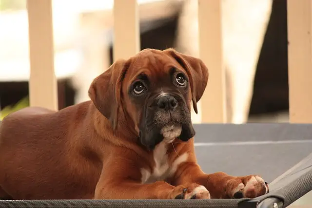 boxer puppy looking up