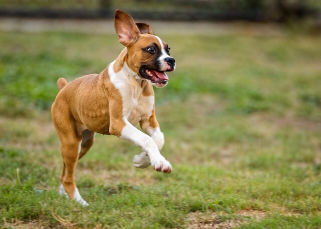 boxer puppy playing