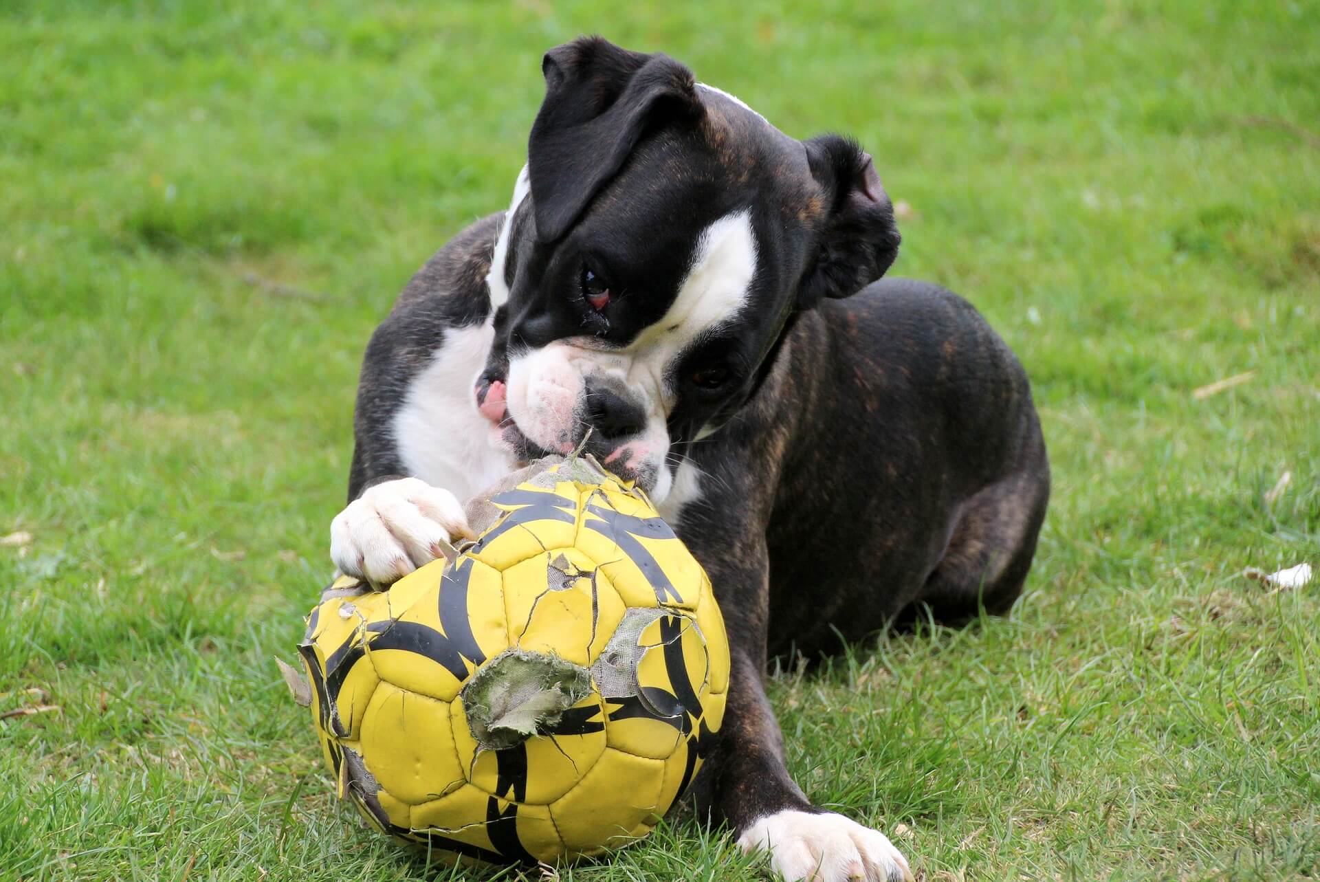 boxeur avec le ballon