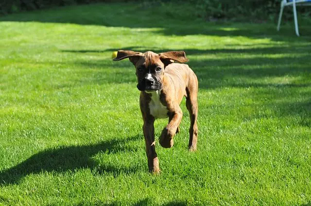 boxer puppy running