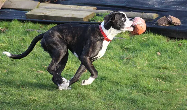boxer running with ball