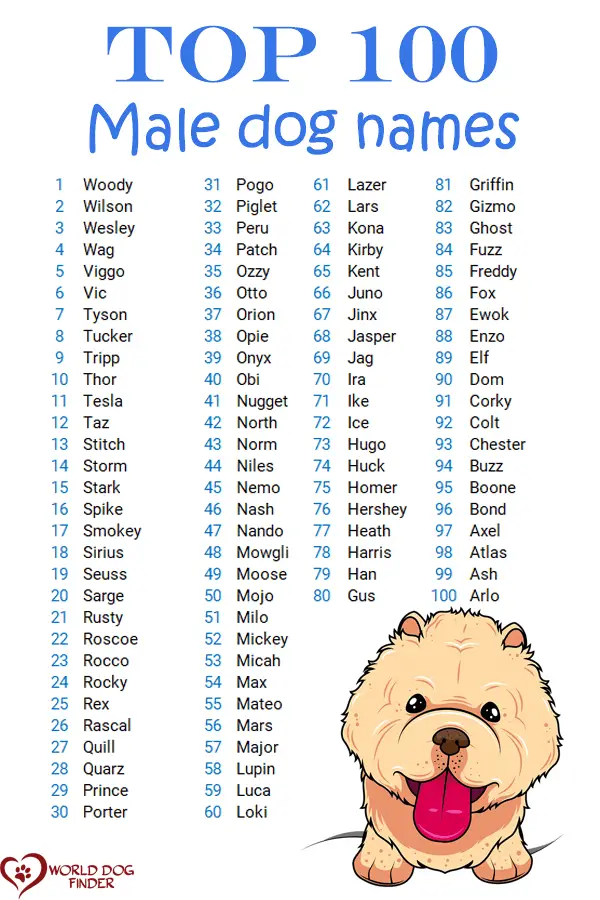 Boy Dog Names and How to Choose One