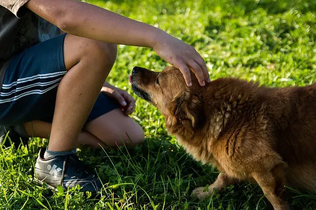 boy petting a dog