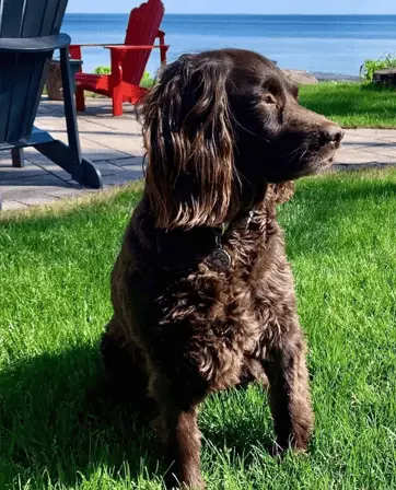 boykin on grass