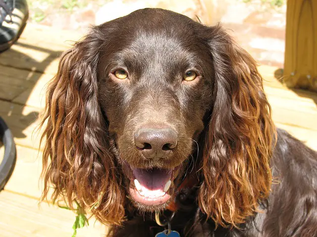 boykin spaniel