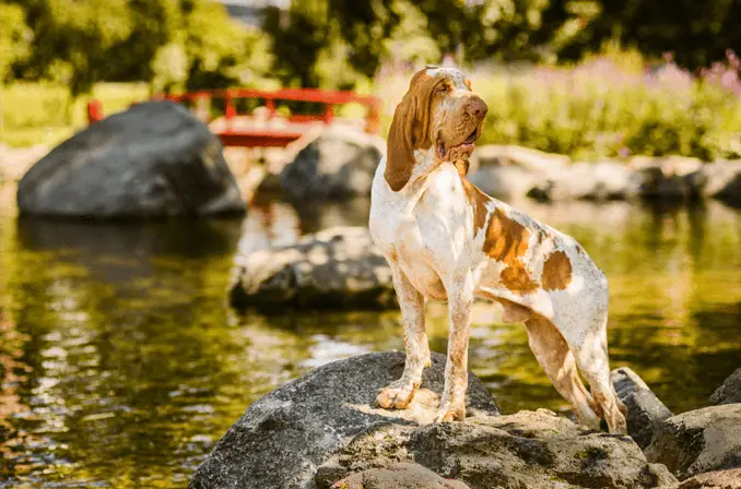 bracco italiano