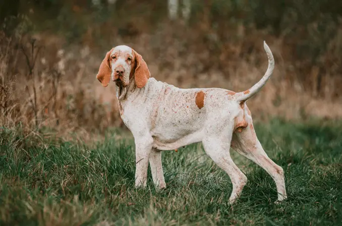 bracco italiano