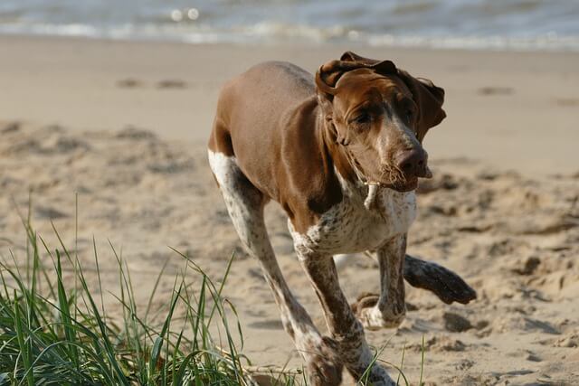 bracco italiano on beach