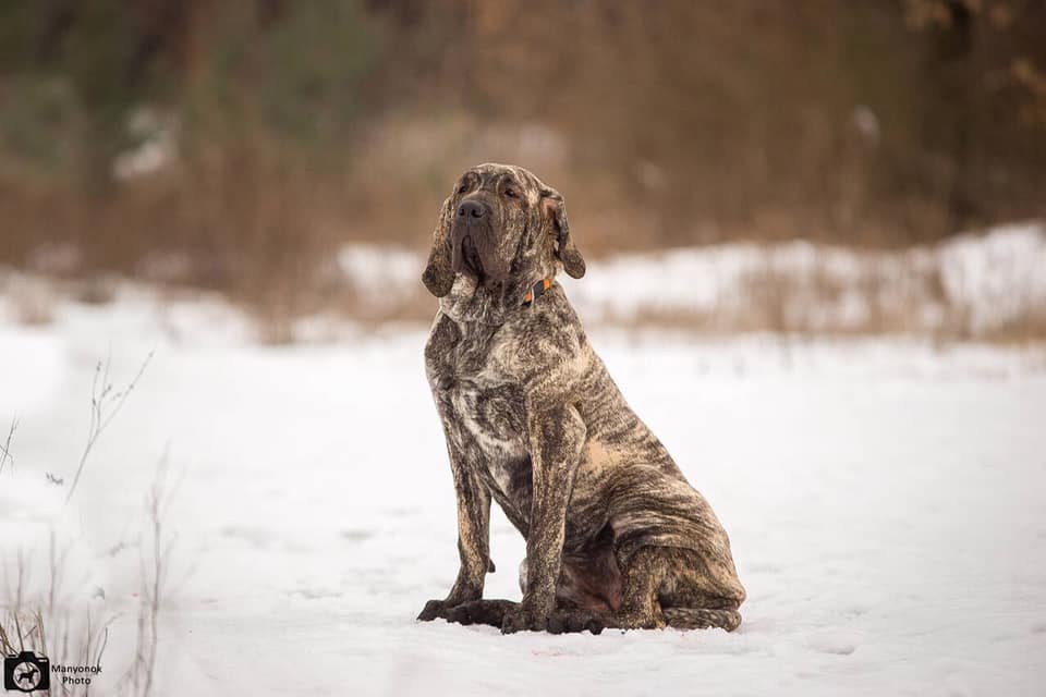 Fila Brasileño