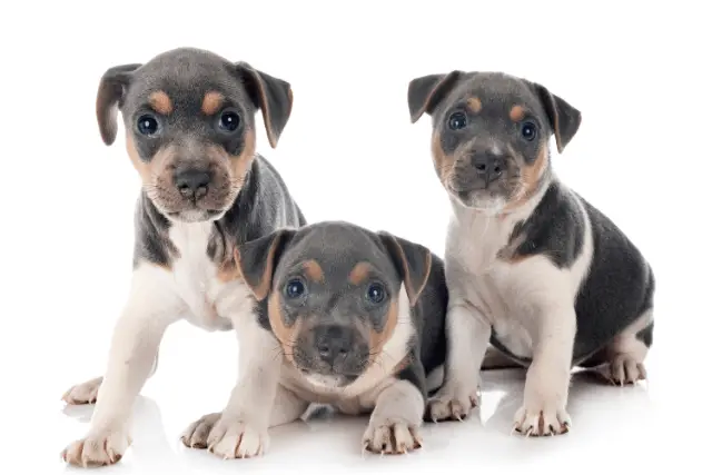 Brazilian Terrier puppies