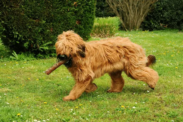 briard