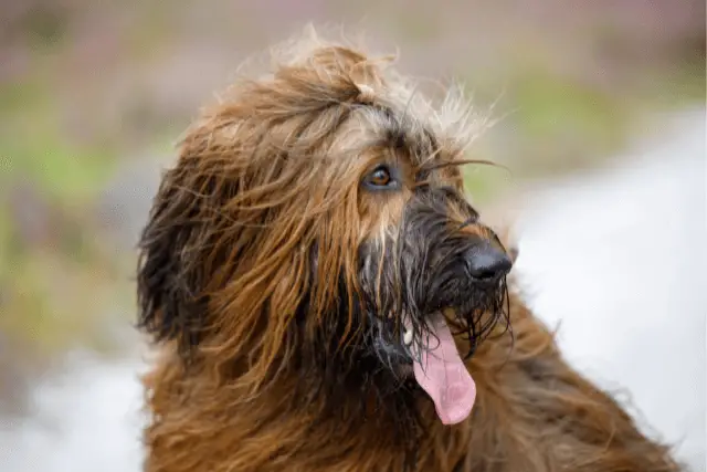 briard