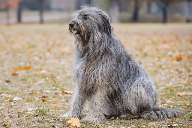 briard