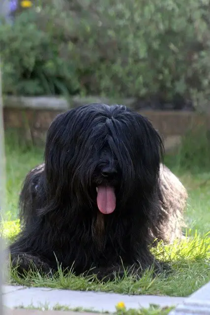 briard dog