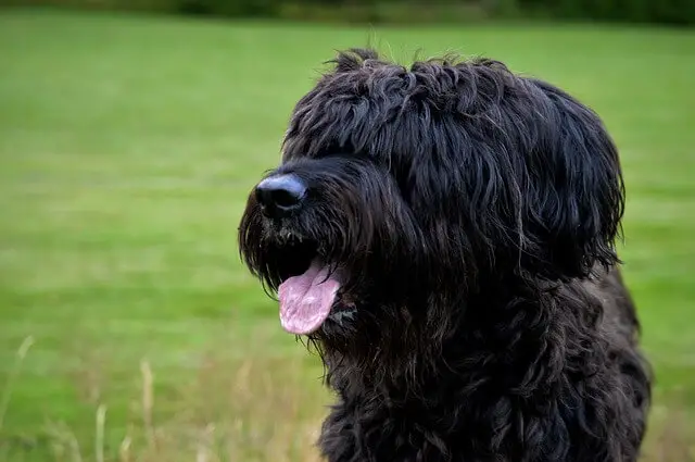 briard dog looking