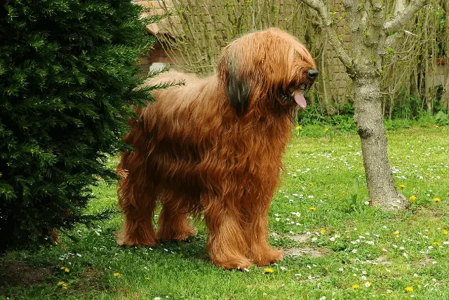 briard