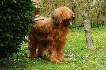 are briard aggressive