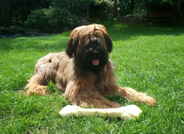 briard laying