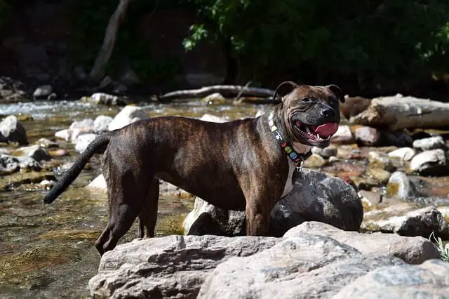 brindle amstaff